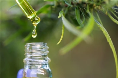 CBD נגד THC: כל מה שאתה צריך לדעת